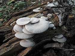 White_fungus_1_SAE_20250905.thumb.jpg.1cb83346245e091e69b418fe9bd1947c.jpg