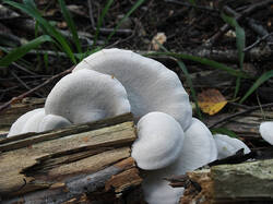 White_fungus_2_SAE_20250905.thumb.jpg.2c5fdb9ceb2743cad42c97fb9b482a21.jpg