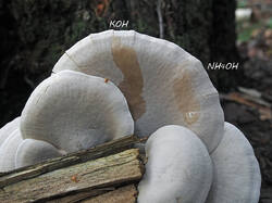 White_fungus_2_probe_SAE_20250905.thumb.jpg.8e735dd1469936dfb81a644c7f8fd8ea.jpg
