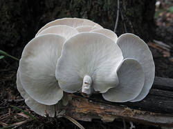 White_fungus_3_SAE_20250905.thumb.jpg.226adbcb524d4207eead6de6fa9829a1.jpg