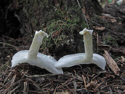 White_fungus_4_SAE_20250905.thumb.jpg.f5731ae0cd9e0af1e85c6568b4b9d56d.jpg