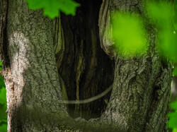 _5317590-ORF_DP_XD.thumb.jpg.75fe6577be4a5bb2eb2dd0ea9d2019b4.jpg