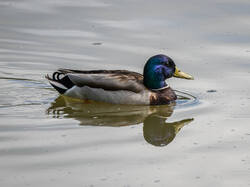 _5317783-ORF_DP_XD.thumb.jpg.a9dabe11a91ef15bfc796d37405fa3c7.jpg