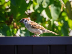 _6120272-DxO_DeepPRIME_3-2.jpg