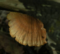 _9969.thumb.jpg.631f6f2495b05548cbd97e9592a44d43.jpg