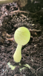image.thumb.png.3663f18732242af8ff338d33ccd3e312.png