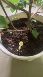 image.thumb.png.6f50fabcdfb2243ce9495d1957777174.png