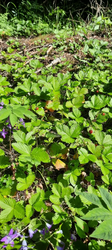 image.thumb.png.700c22d6f6d824c43679ec2f7463a949.png