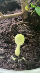 image.thumb.png.c65666d9c0d6ce8bc067bef77f77f968.png