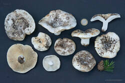 russula_vitaica_13.jpg