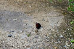 1006802284_26-07-28-(1).thumb.JPG.fa870a031cf0ca291b3c552efbe32656.JPG