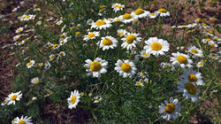 1074795972___Tripleurospermum_inodorum.thumb.JPG.ea74ea2ff096f90eae42c997c253e1d7.JPG