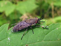 1079317599_Haematopotapluvialis.thumb.JPG.bc2c600aac1e6cc01b073ecbcf337cc8.JPG