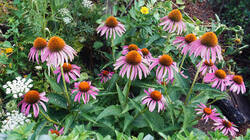 1096406260___Echinacea_purpurea.thumb.JPG.a8f9ab633f677a07f9875e36ae7fdefb.JPG