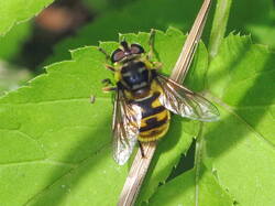 1111654098_Myathropaflorea.thumb.JPG.437ffb53a63a3a353f96829fd8a7bd56.JPG