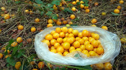 1141246755___Prunus_domestica_AWP_20260718.thumb.JPG.dcefcf005fc7dab5530cec0ec9b5b769.JPG