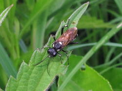 1228950563_Macrophyaduodecimpunctata.thumb.JPG.7c50441c1b549e3700539094cfead7bd.JPG