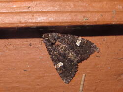 124670322_Melanchrapersicariae.thumb.JPG.daf9fde4f025931d1d256b07dea78706.JPG
