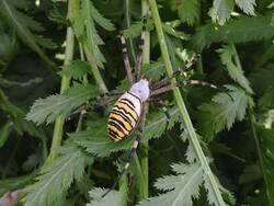 1293538020_Argiopebruennichi.thumb.jpg.e357beca37190ecf70d3fc34cd679700.jpg
