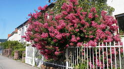 13005886____Lagerstroemia_indica.thumb.JPG.eb1a0d40ec3cff6ac94430fba7fcc85a.JPG
