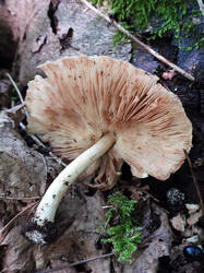 1336433813___Pluteus_cervinus_.thumb.JPG.74d72be23b8ce0dc8ad488ebc78ed3c3.JPG