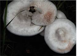 Pluteus pellitus.jpg