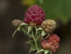 1400_DSC1511.thumb.jpg.2a93cd6a86f50ec2fc01c464f3fdab0d.jpg