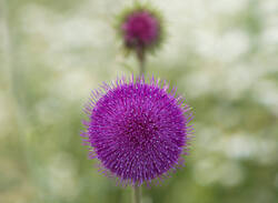 1400_DSC1639.thumb.jpg.17ad4ef6b66a20e04127a17da310b5c7.jpg