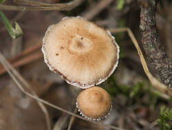 1400_DSC2112.thumb.jpg.99313d21dc1b1471bb68cfb2befae33f.jpg