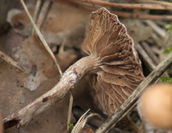 1400_DSC2115.thumb.jpg.6a2890f89655decb6d528c763c36f160.jpg