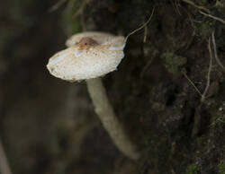 1400_DSC2144.thumb.jpg.8c19d3003991d4520caed5fd9ef4615b.jpg