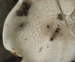 1400_DSC2167.thumb.jpg.5258ad1d007b20785e8ca86d5b2d2946.jpg
