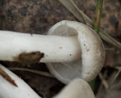 1400_DSC2168.thumb.jpg.3a83197bc4b850a910e4fb3629edc813.jpg