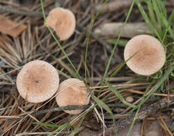 1400_DSC2174.thumb.jpg.3a9f2f7cab60e7e32596cc01a0251c3c.jpg