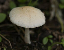 1400_DSC2236.thumb.jpg.c0a7429442a26cf5b44f716281ededdb.jpg