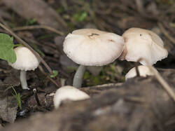 1400_DSC2241.thumb.jpg.009987d2dc2d5f4051e7cc487621da92.jpg