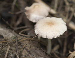 1400_DSC2301.thumb.jpg.7a4ea0dea8858c067fe39fbf1ab8cb78.jpg
