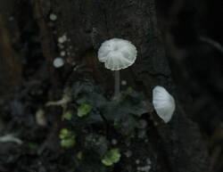 1400_DSC2624.thumb.jpg.78c9bc84a4ca3f9985cc1d8a336310b7.jpg