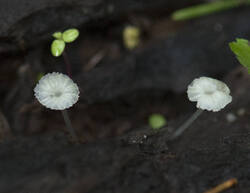 1400_DSC2632.thumb.jpg.5ebb7739da75c31eb1a74362bc0e6acf.jpg