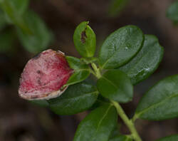 1400_DSC2661.thumb.jpg.ccaea54d86fcc907cd2ee3fb56481427.jpg