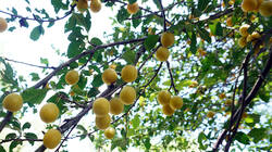 1413509816___Prunus_domestica_AWP_202607_18.thumb.JPG.e062b35b04ae977eb8dda66d1a3b9e71.JPG