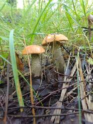 IMG_20260727_083514[1].jpg