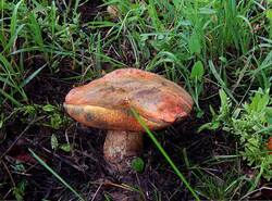 Boletus erythropus1.jpg