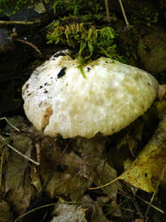 1759464254___Pluteus_cervinus.thumb.JPG.d7853331cbd365f625587270031bf41a.JPG