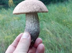 1783014575884.thumb.jpg.d37ad54c27e9839cb325e10a377bd550.jpg