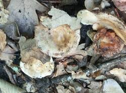 1783334067111.thumb.jpg.d5692cc24d802e9304467d5a992025a9.jpg
