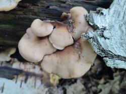 1784573621930.thumb.jpg.25e031097578d95d9b85076638f72d3c.jpg