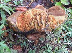 Boletus erythropus.jpg