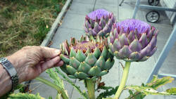 1826707126___Cynara_cardunculus.thumb.JPG.818453ccee2b14bbf2405b84427962b6.JPG