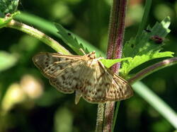 186286642_Pleuroptyaruralis.thumb.JPG.ce8b7f26ce189b875c75bc6641aca004.JPG